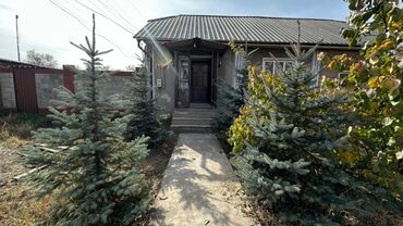 тачку садовую купить: Ели голубые (Picea pungens Glauca), взрослые, сформированные. - Хвоя