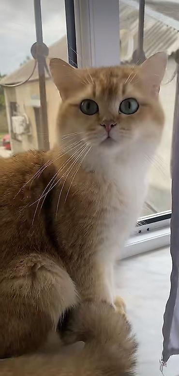 Qızıl şinşilla, Erkək, Ödənişli çatdırılma lalafo.az -da Qızıl şinşilla, Erkək, Ödənişli çatdırılma