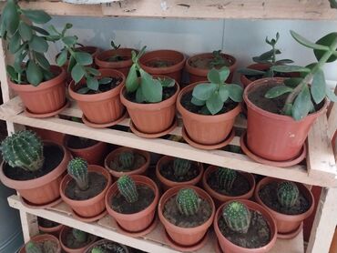кактус эхинопсис: Кактусы по 70 сом горшок