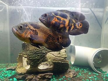 Астронотусы (Oscar, Astronotus ocellatus) — крупные декоративные