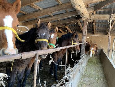 Лошади, кони: Семиз тайлар сатылат
Сындуу мыкты тайлар 12 баш.
Чалгыла