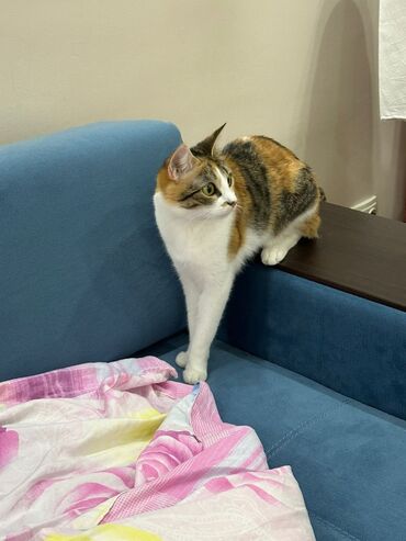 сиамская вислоухая кошка: Кошка Соня, отдам в хорошие руки, домашняя, к лотку приучена . Лоток