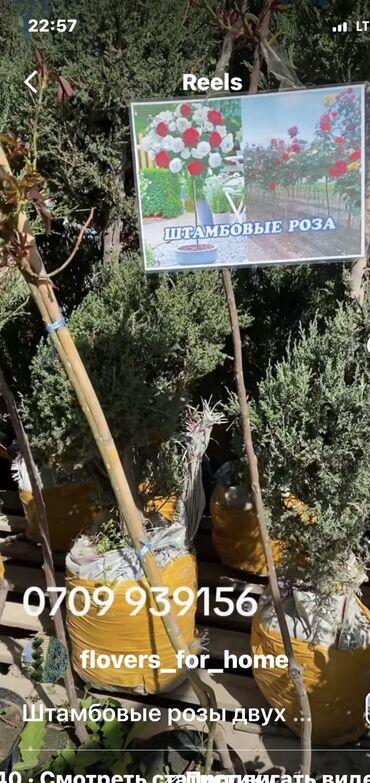 салют бишкек цена: Көчөттөр гүлдүн: Розалар, Өзү алып кетүү, Акылуу жеткирүү