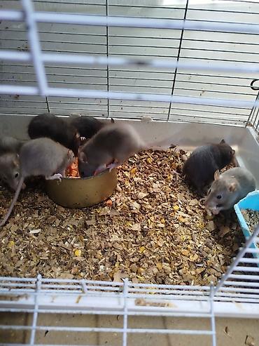 Крысы: Продам маленьких крысят Дамбо декоративные рексы ручные домашние. Есть — 5