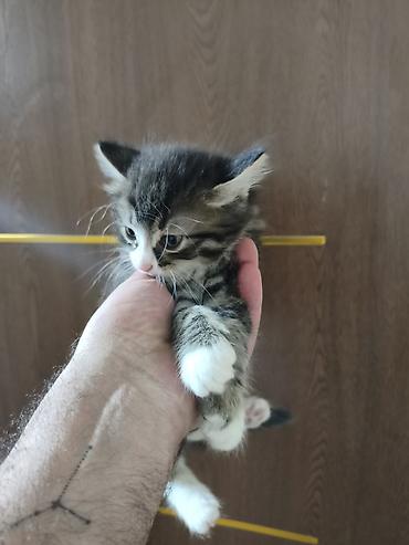 Pişiklər: Yaxşı əllərə — 1