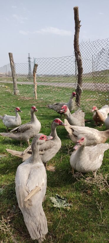 Другие с/х животные: Мускусная утка (индоутка), светло-серая окраска с красной маской на — 3