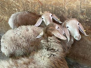 Продам с/х животных: Продаю | Ягненок, Баран (самец) | Гиссарская, Эдильбаевская, Арашан | На забой, Для разведения, Для шерсти | Племенные, Осеменитель — 2