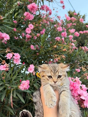 sevimli pişik şəkilləri: Şotland yastı qulaq — 9