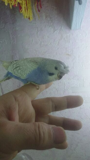 Tutuquşları: Tutuquşları — 25