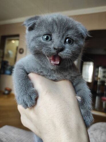 Pişiklər: Şotland yastı qulaq, Dişi, Erkək, Ünvandan götürmə — 17