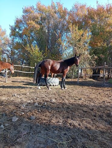 домик для животных: Сатам | Жылкы (эркек) | Аргын | Жумушка