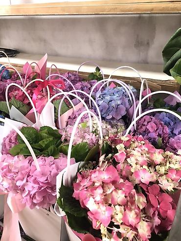 Букеты из живых цветов: Гортензии в декоративных пакетах-кофрах - Композиции из цветущих — 3