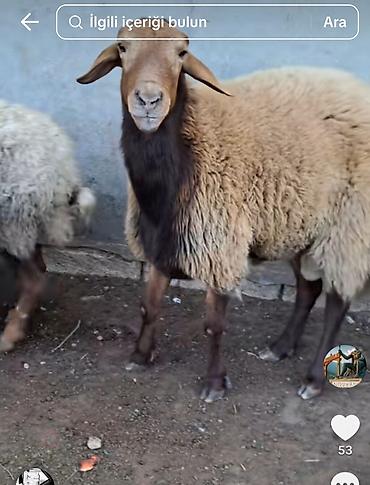 Mal-qara: Qoyun – ətlik/yunluq yerli növ - Rəng: tünd-qəhvəyi baş-boyun — 3