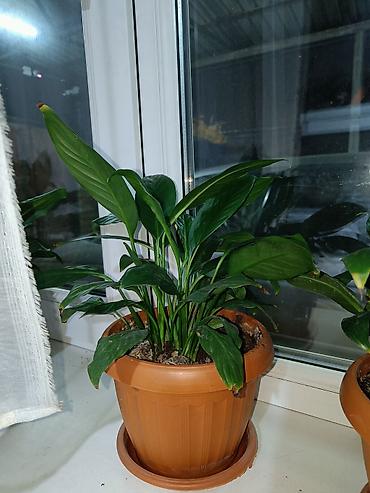 Спатифиллум (Spathiphyllum) в горшке - Компактный куст с плотной