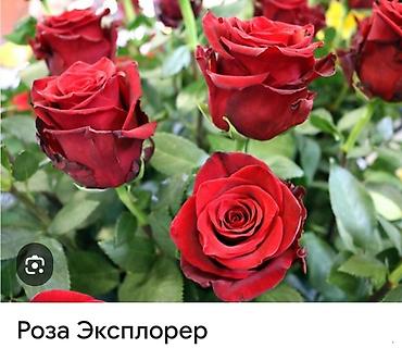 Садовые цветы и кустарники: Корни роз - Крупноцветковая чайно-гибридная роза с — 1