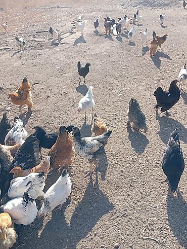 Продам с/х животных: Продаю | Куры | Домашняя | Для разведения — 8