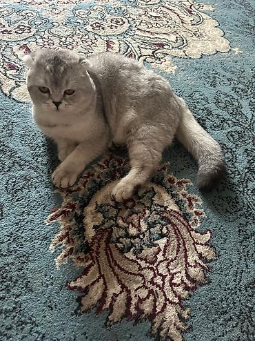 скотиш фолд ош: Вязка: Скотиш Фолд (Шотландская вислоухая), Мальчик, 1 год, Серебристая шиншилла — 2