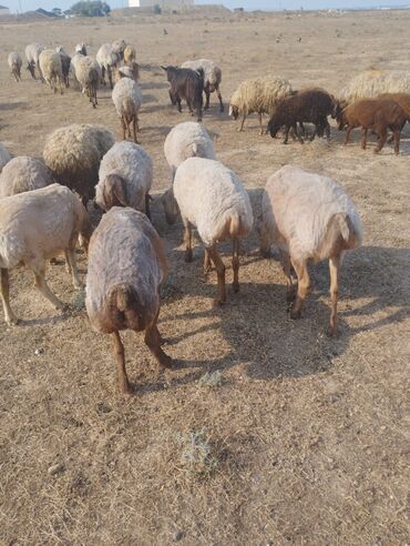 qoyun yunu: Dişi, il: 1, Damazlıq