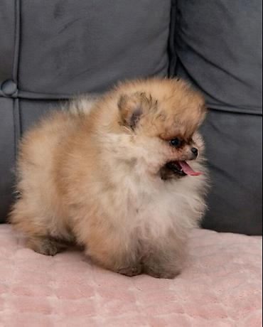 Psi: U ponudi dva steneta Pomeranca starosti 2 meseca.  Muzjak i zenka — 1