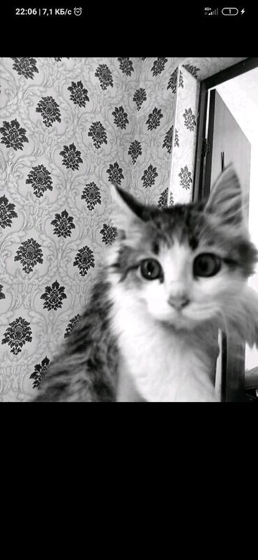 объявление отдам котят: Здравствуйте потерялся котик в Беловодске кто видел сообщите