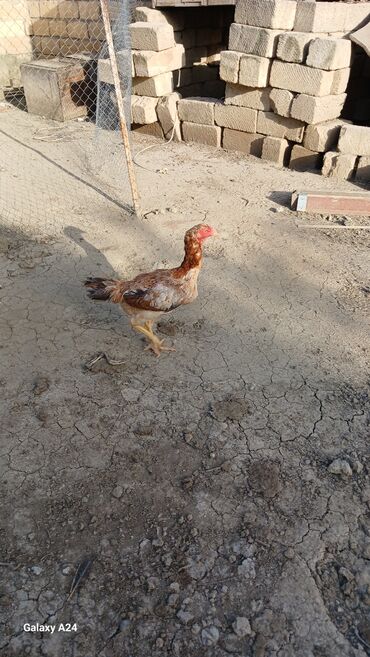 Xoruzlar: Cins: Uzunboyun yerli döyüş tipli toyuq-quş (xanxır/mix) Təsvir: - — 2