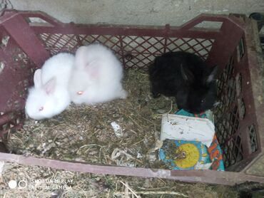 Dovşanlar: Dovşan karlik dovşanlar balalar 1 aylığ Krolik karlik zayciki Aslan — 7