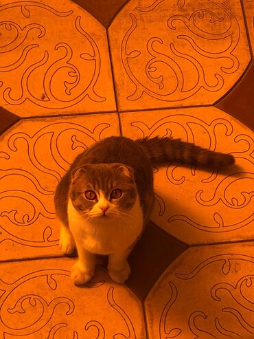 персидский кот цена: Продается вислоухий кот все вопросы в личку! цена 3500