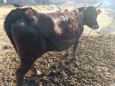 Коровы, быки: Продаю | Корова (самка) | Для разведения | Привязанные — 1