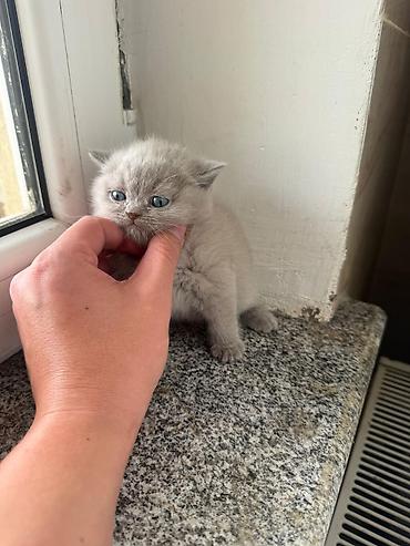 Кошки: Шотландская вислоухая, В добрые руки — 5