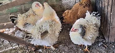 Куры, петухи: Продаю | Куры | Для разведения — 8