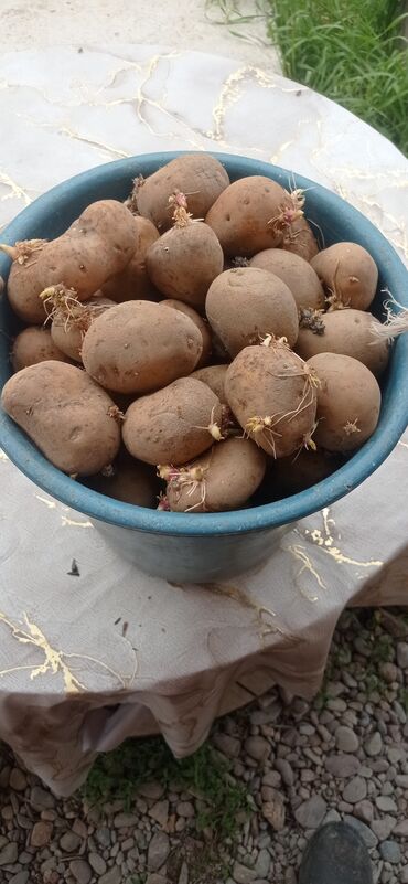 картошка семенная цена: Семена и саженцы Картофеля, Самовывоз