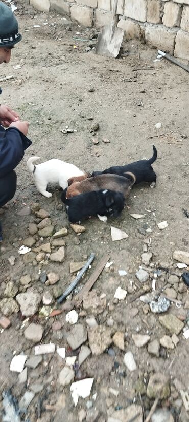 İtlər: Zvanoklar tam sağlam 40 günlük Binəqədidə şir erkek dişi var — 7