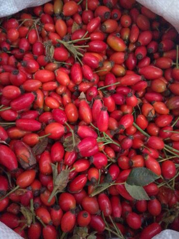 vitamin c evalar: İtburnu meyvəsi 🌿 🏞️ Şəki rayonundan yeni gəlib 📦 Bakı şəhərinə