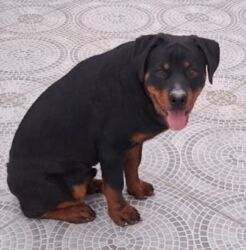 клетки для морской свинки: Rottwelier
6 aylıqdı