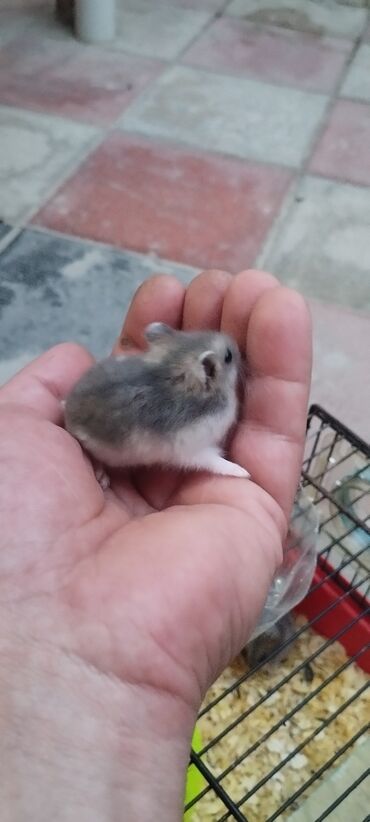 Heyvanlar üçün mallar: Kiçik, boz rəngli hamsterlər satılır. Bu şirin və əyləncəli heyvanlar