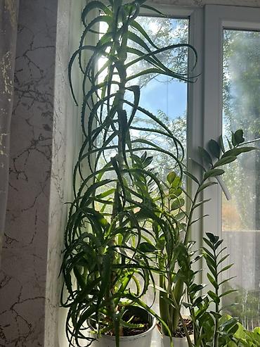 офисный столь: Комнатные растения - Монстера делициоза (Monstera deliciosa) в — 2