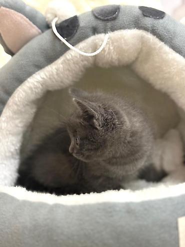 кошки продаются: Ищем добрые и заботливые семьи, которые смогут подарить котятам — 4