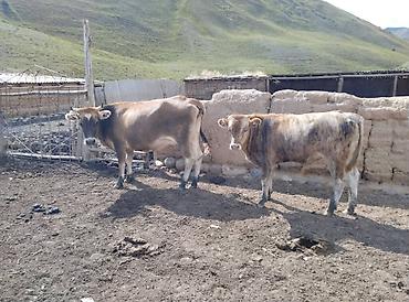 Продажа собак: Продаю | Корова (самка) | Полукровка | Для разведения — 2