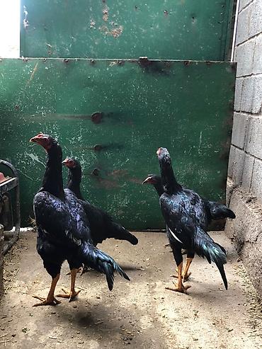 Продам с/х животных: Продаю | Куры | Бойцовая | Для разведения — 2
