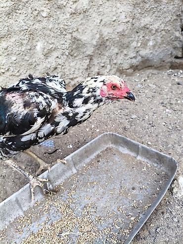etlik cuceler: Heyvanlar merdekandadi. fikri ciddi olanlara etrafli melumat — 7