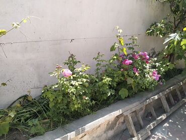 Həyət evləri və villaların satışı: 3 otaqlı, 272 kv. m, Kredit yoxdur, Orta təmir — 2