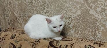 Pişiklər: Dişi, Yaxşı əllərə, Ünvandan götürmə — 4