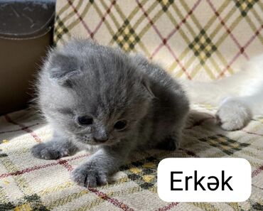 Pişiklər: Şotland yastı qulaq, Erkək, Dişi — 8