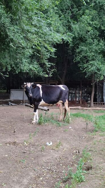рыжая корова: Продаю | Корова (самка) | Голштин | На забой, Для молока | Искусственник