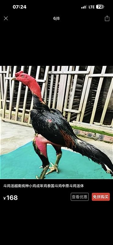 Куры, петухи: Продаю | Куры, Петух, Цыплята | Для разведения — 23