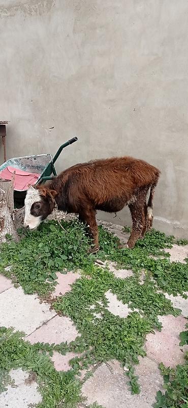 Dana, buzov: Satılır: balaca dana - Cins: qarışıq (qəhvəyi bədən, ağ-al rəngli — 7