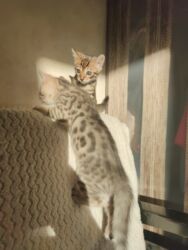 кошка в добрые руки: Бенгальская, 2 месяца, Мальчик, Приучена к лотку