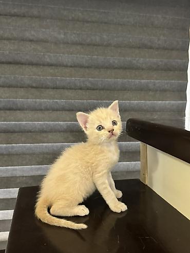 котято: Продаю котят Мама шотландская вислоухая рыжий мальчик остальные — 7