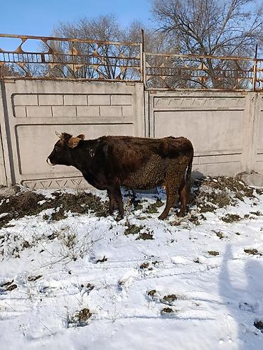 Коровы, быки: Продаю | Корова (самка) | Для молока — 22