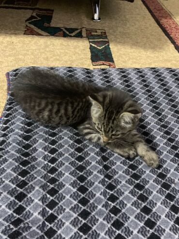 шатлански кошка цена: Беспородная, 1 месяц, Девочка, Приучена к лотку, Проглистована